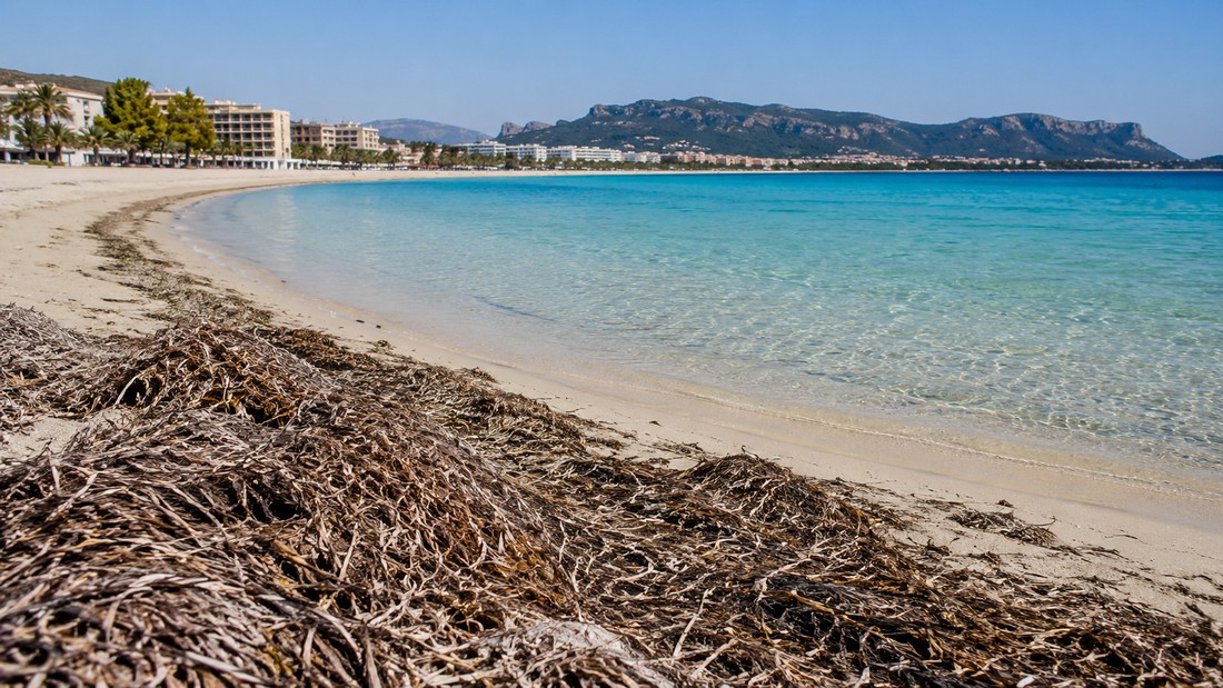 Poetto, alghe e turismo: la spiaggia tra immagine estiva e difesa naturale