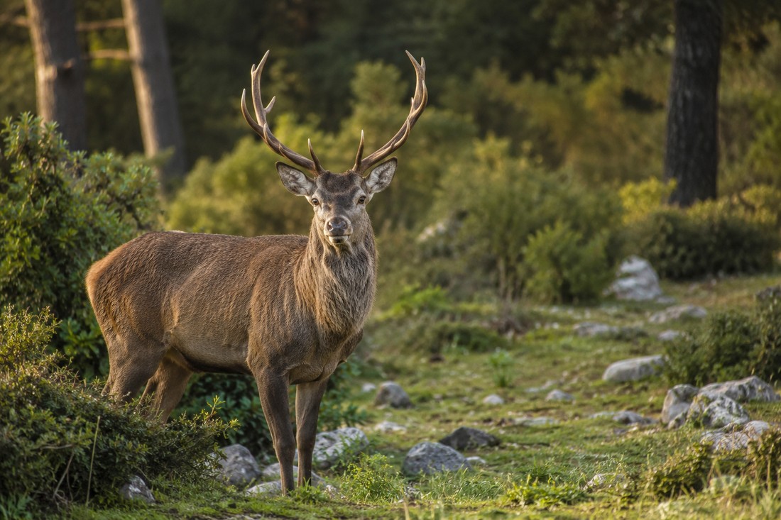 Fauna selvatica, 400 mila euro per proteggere le oasi della Sardegna