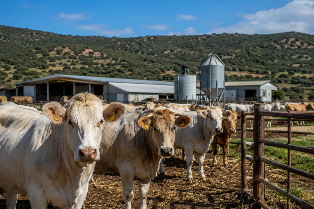 Bovini fermi in Sardegna, quando un blocco mette a rischio le aziende agricole